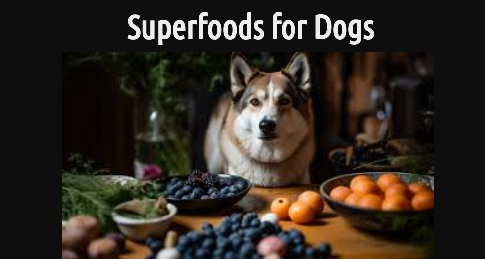 Superfoods for Dogs